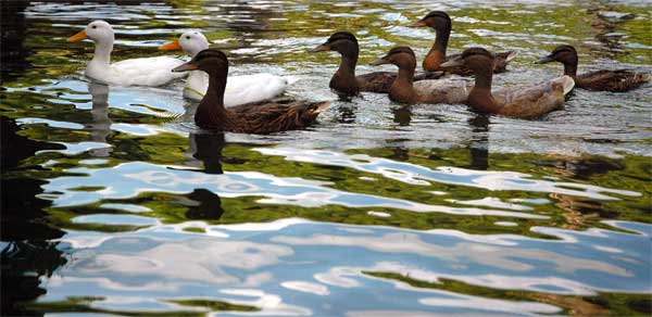 Ducks in a Row, River Cam