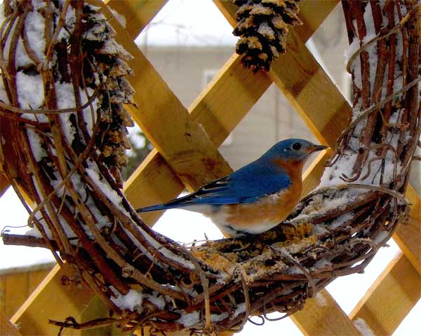 Eastern Bluebird on Wreath