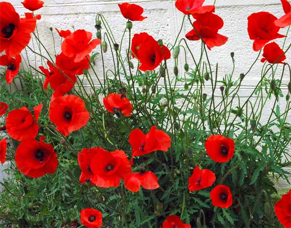 Poppies Against a White Stone Wall