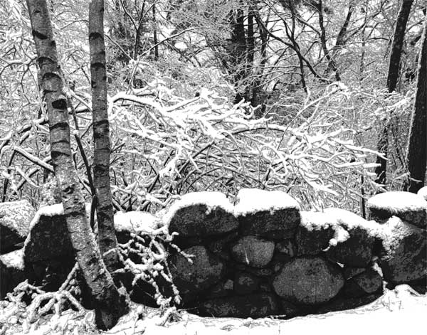 Winter Frosting, Stony Brook