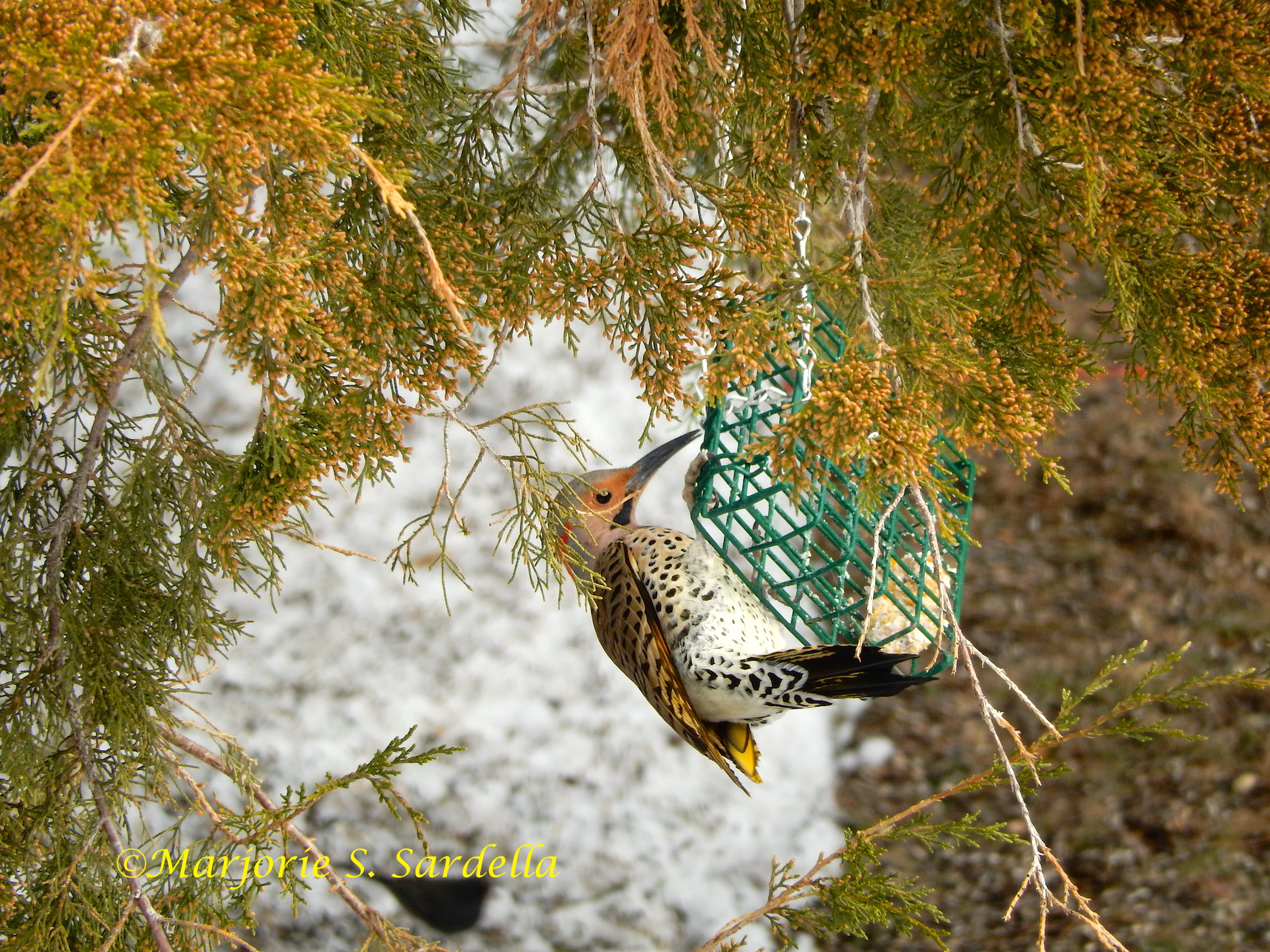 Northern Flicker, "Sueet" Feast