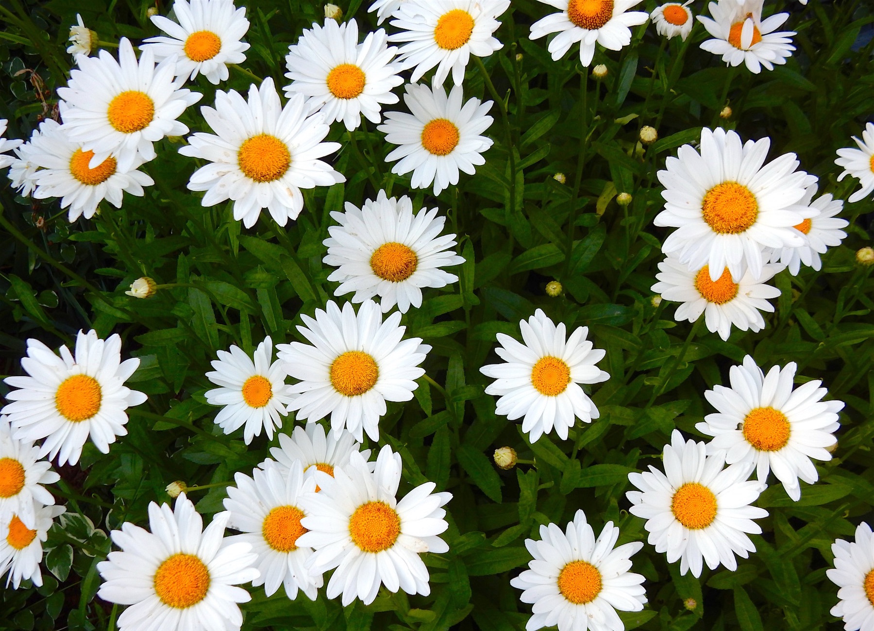 Daisies
