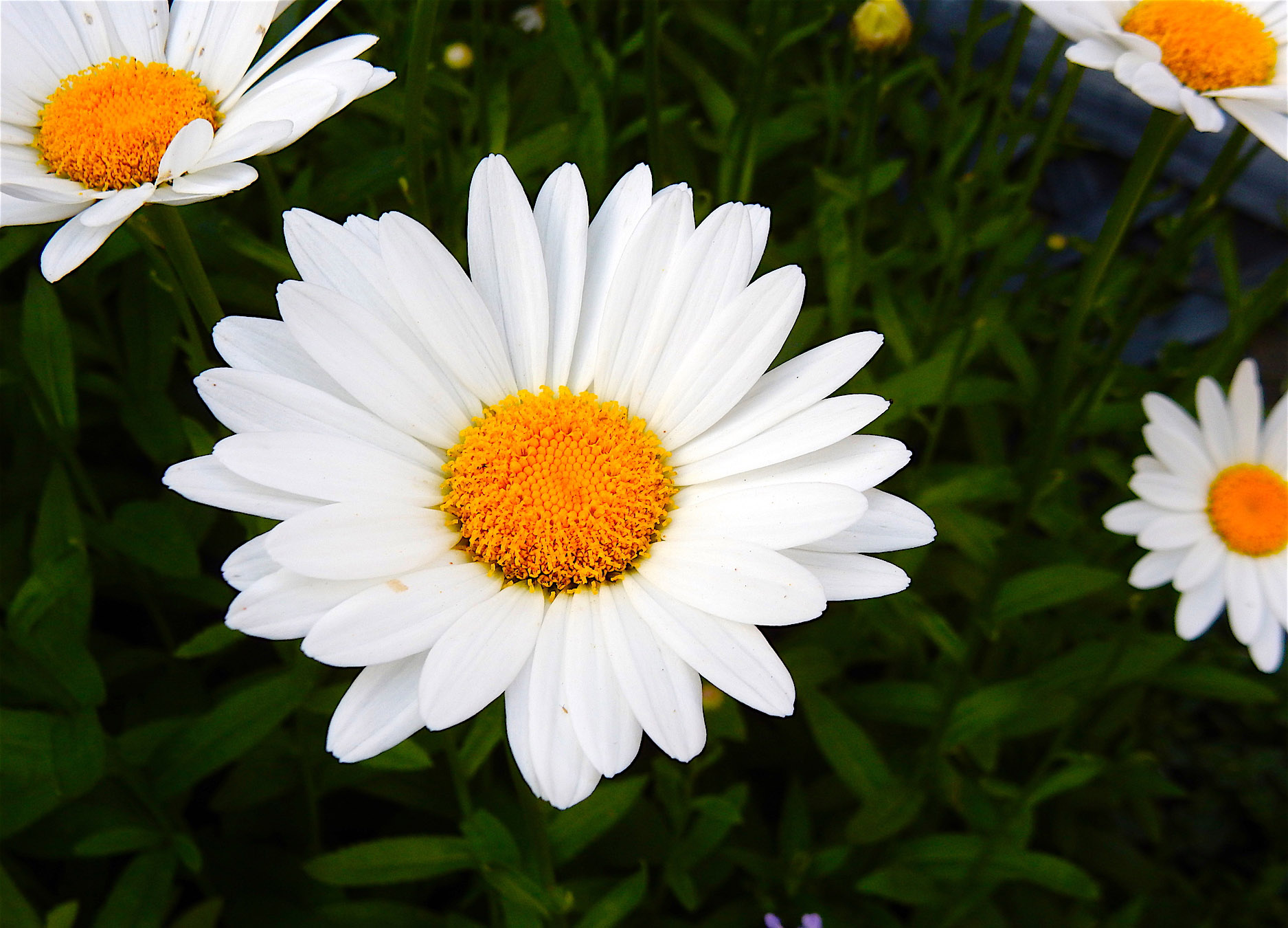Montauk Daisy