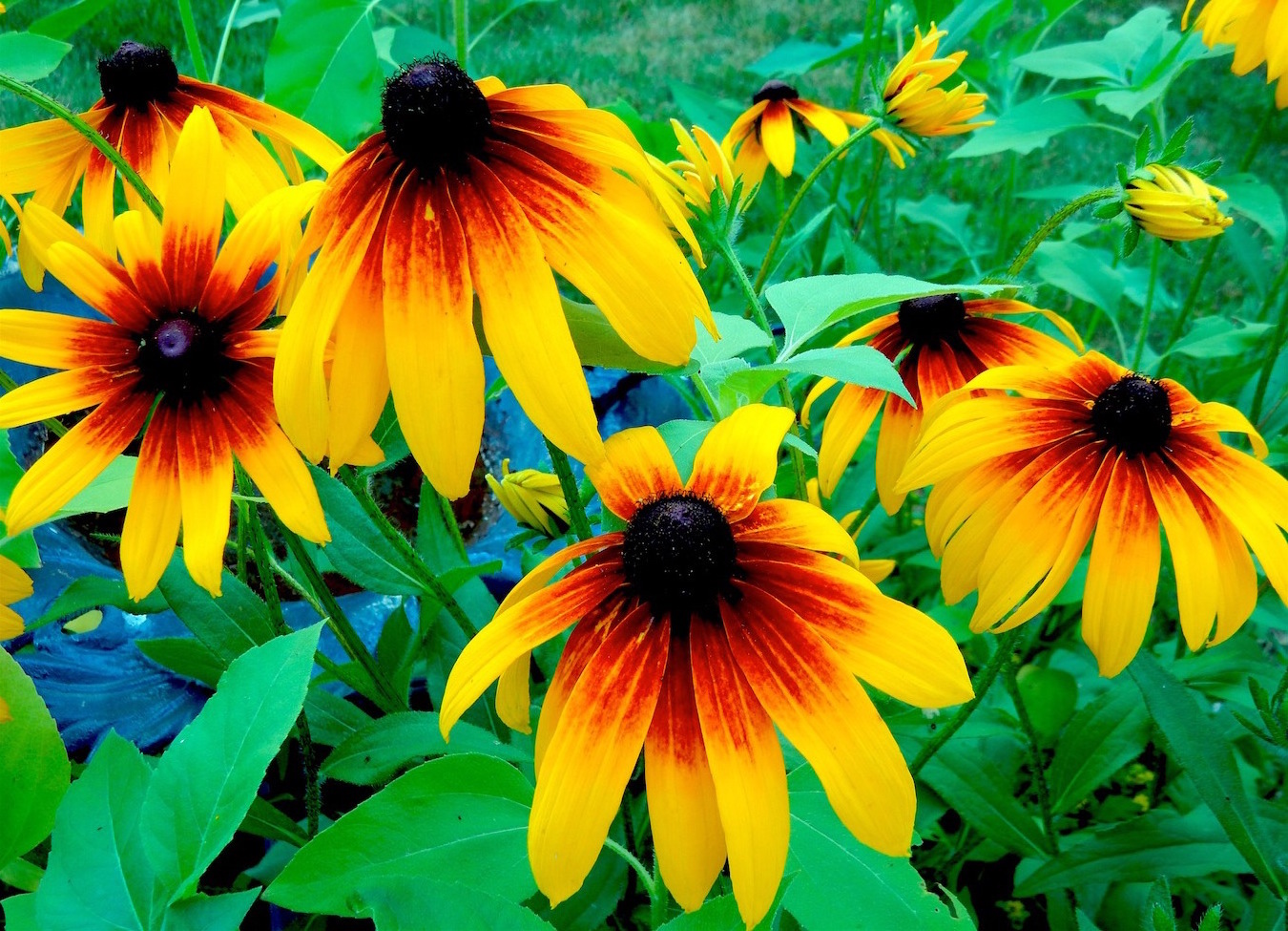 Black-eyed Susans