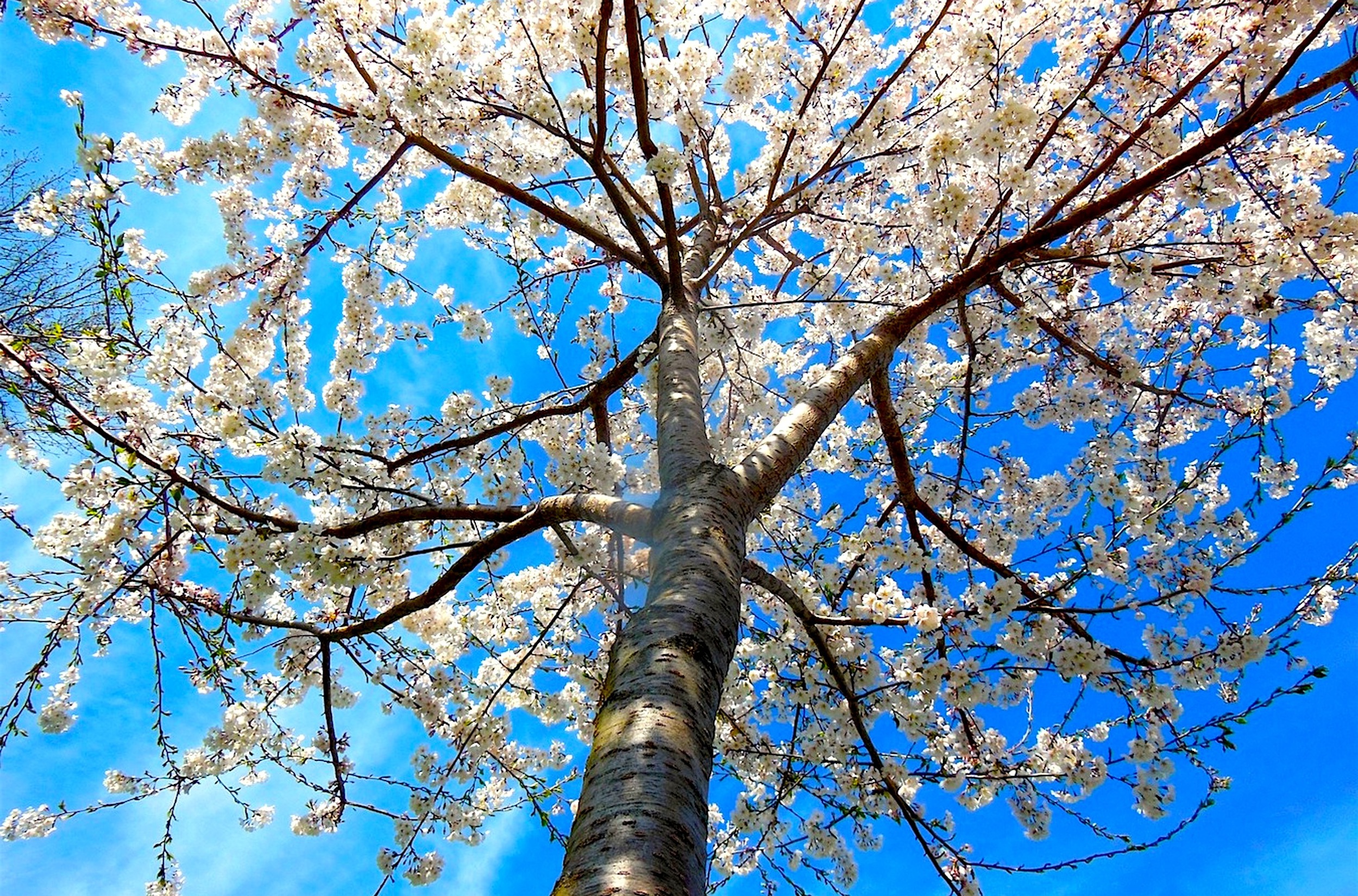 A Springtime Flowering Canopy  Yoshino Cherry