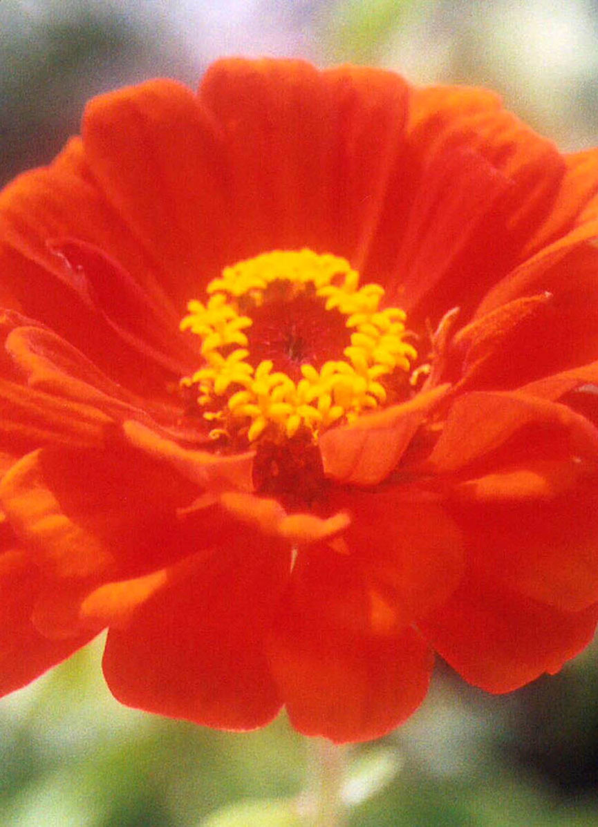 Red Poppy ~  Ogunquit, eMain