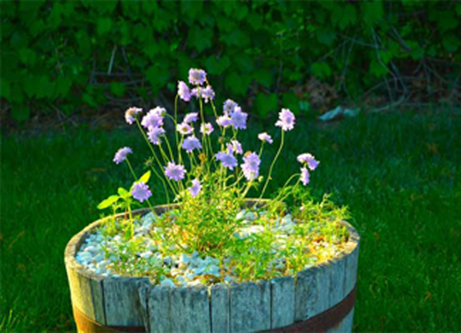 Purple Pincushion Flowers at Sundown