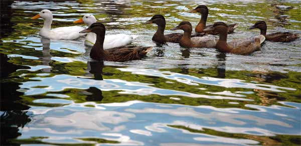 Ducks in a Row
