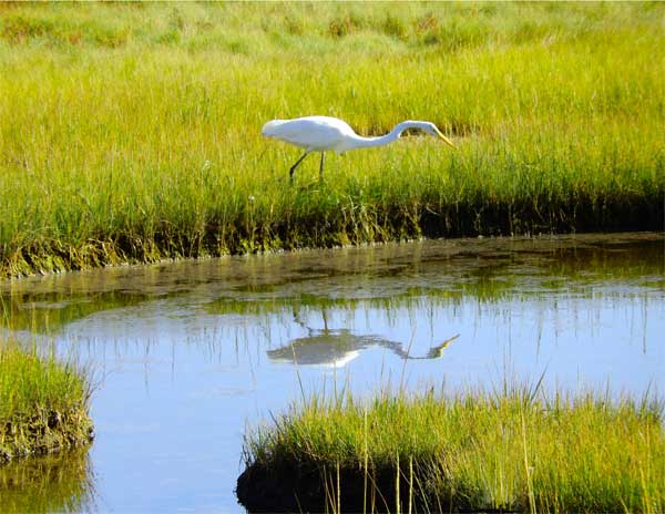 Great Heron mirrored