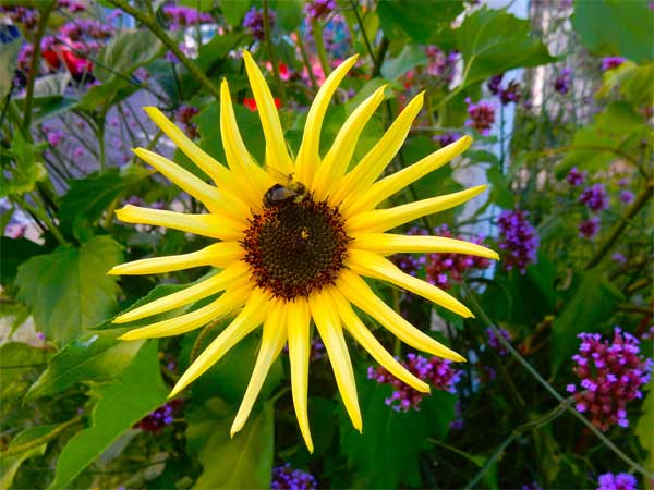 Busy Bee Buffet
