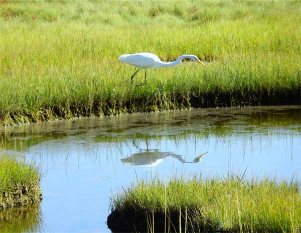 Great Heron Mirrored