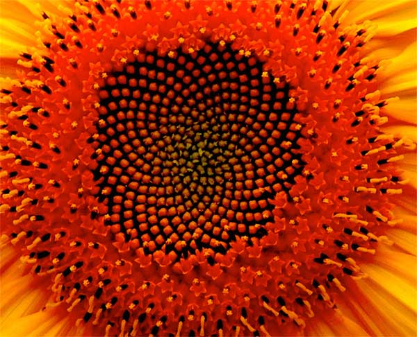 Late Summer Spirals