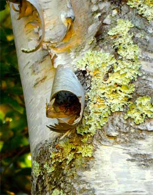 Lichen the Birch