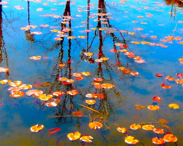 Mystic Reflections