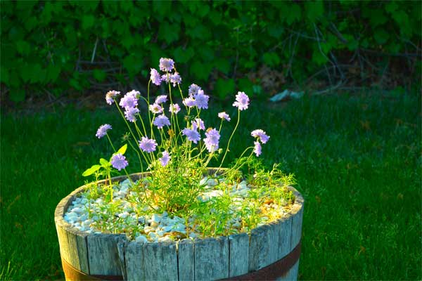 Purple Pincushion Flowers