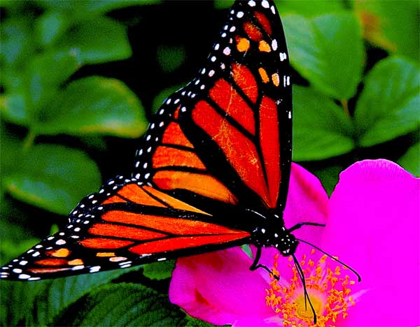 Sipping Nectar