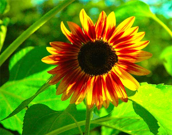 "Stained Glass" Sunflower